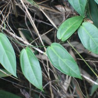 Zanonia indica L.